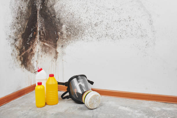 Best Crawl Space Mold Removal  in Western Lake, TX