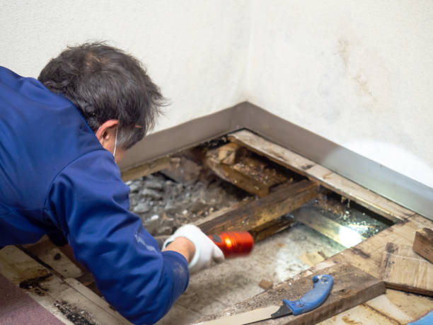 Best Professional Mold Removal  in Western Lake, TX