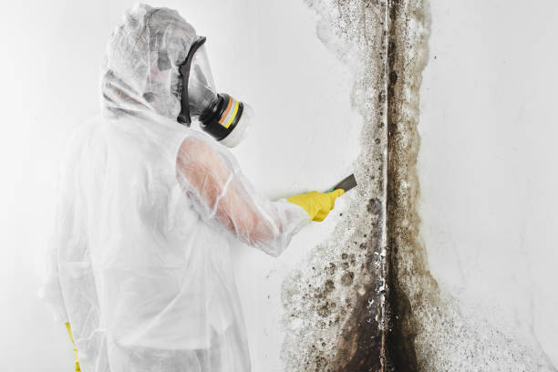 Western Lake, TX Mold Removal Company