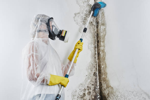 Best Same-Day Mold Removal  in Western Lake, TX