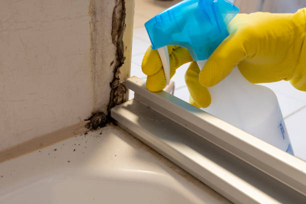 Best Mold Removal Company Near Me  in Western Lake, TX