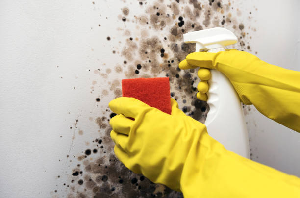 Best Mold Cleaning Services  in Western Lake, TX