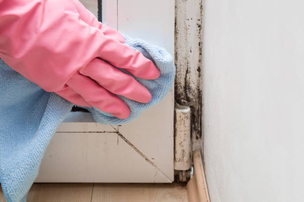 Best Best Mold Removal Companies  in Western Lake, TX