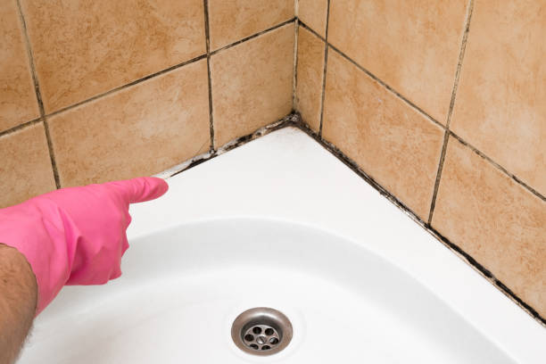 Best Fast Mold Removal  in Western Lake, TX